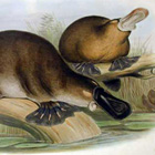 Duckbilled-Platypus