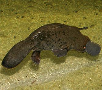 Platypus-Suesswasserhabitat